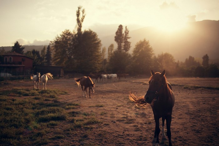 Horses in a field at sunset