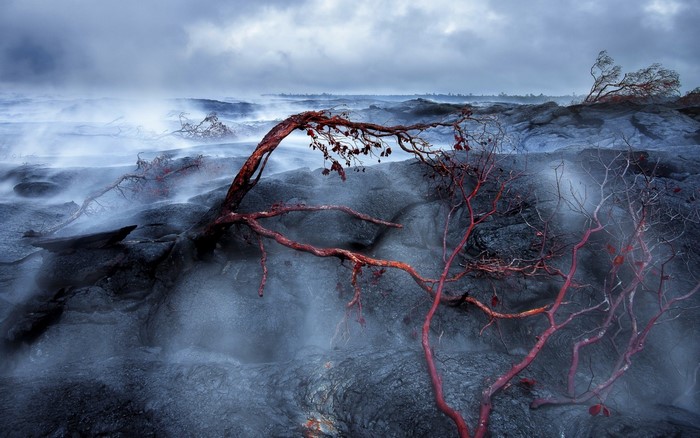 Trees on volcanic rock with mist