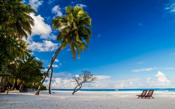 Tropical beach with palm trees and lounge chairs