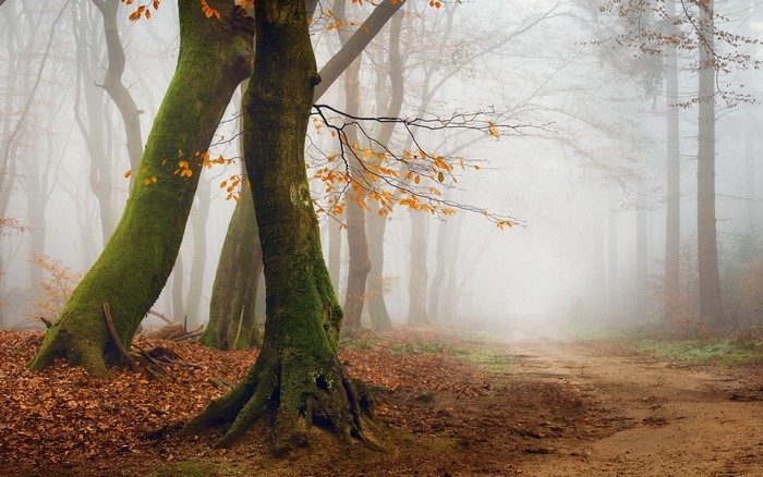 Misty forest path with moss-covered trees in autumn