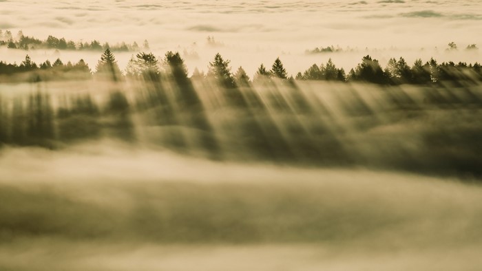 Sunlight beams through trees over a foggy landscape