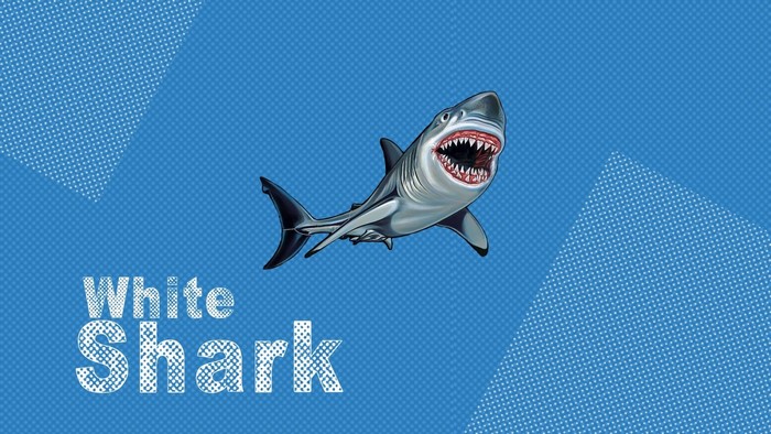 White Shark illustration