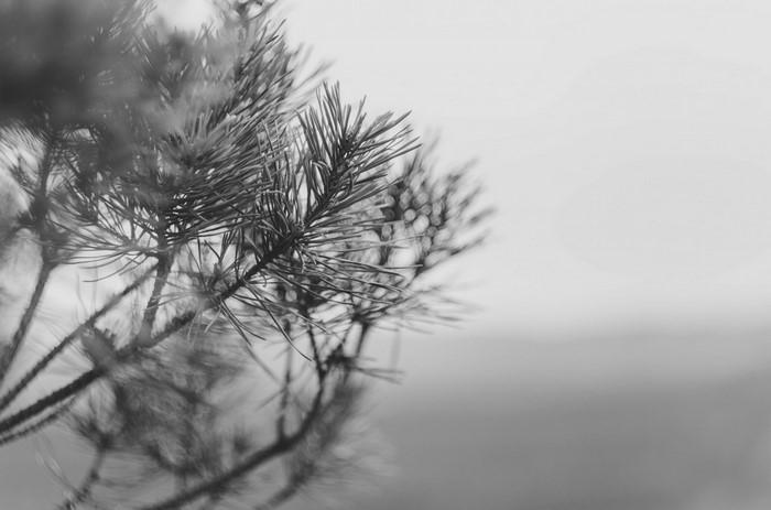 Monochrome close-up of pine needles on a branch