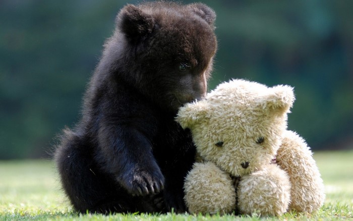 A black bear cub sits with a teddy bear
