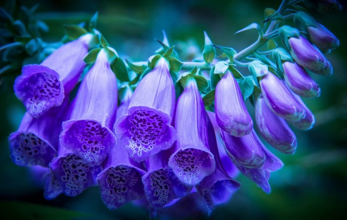 Purple foxglove flowers with spotted interiors