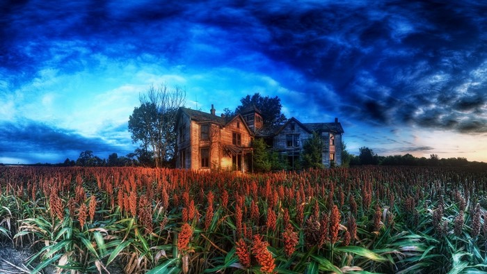Abandoned house in a field of crops under a dramatic sky