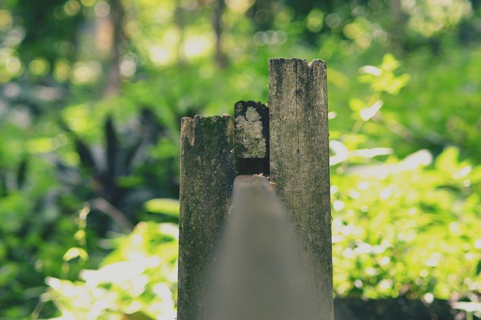 Weathered wooden posts in a sunlit forest with bokeh