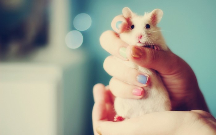 Close up of a white hamster held in hands
