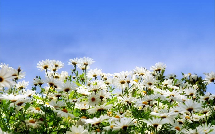 Field of white daisies under a blue sky