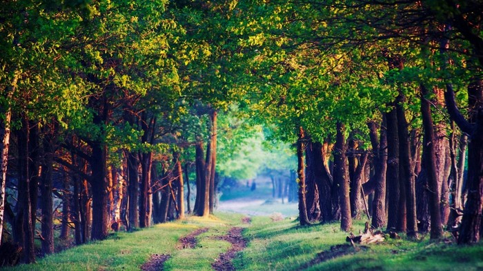 Sunlight filtering through a forest canopy onto a path
