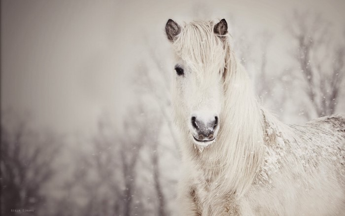 White horse in a snowy winter landscape