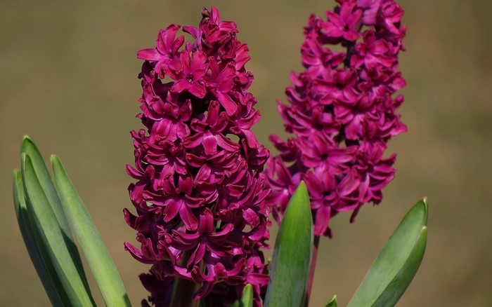 Two purple hyacinth flowers with green leaves