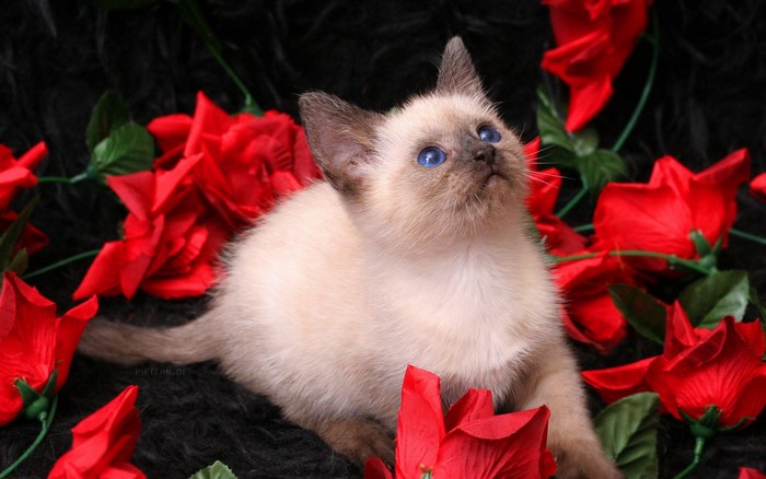 Siamese kitten with blue eyes surrounded by red roses