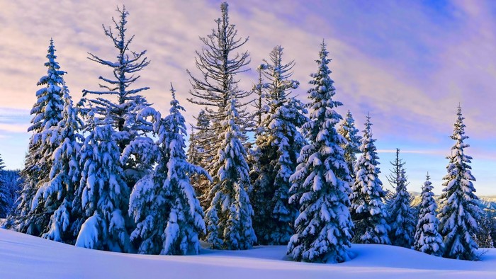 Snow-covered evergreen trees in a winter landscape