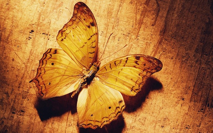 Yellow butterfly on a textured wooden surface