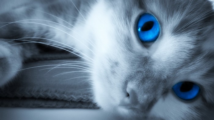 Close up of a cat with bright blue eyes