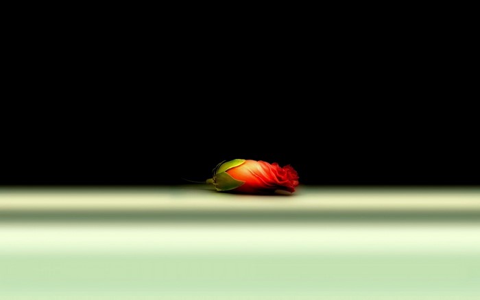 Red flower bud on a light surface
