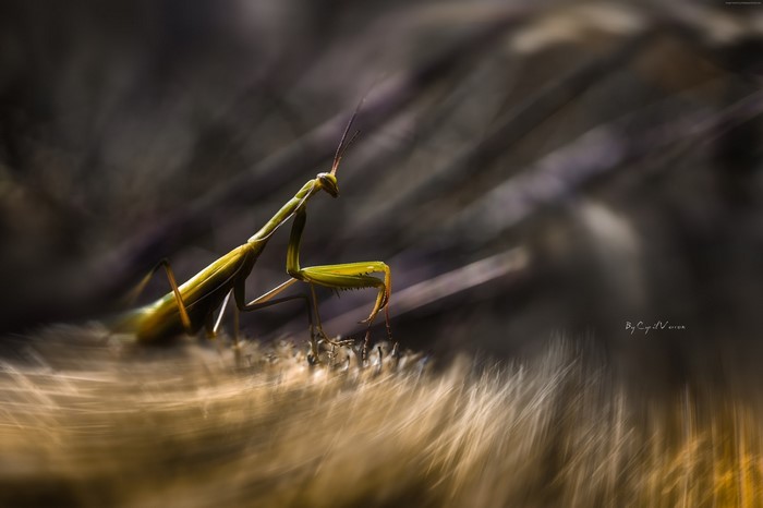Praying mantis on dry grass, macro photography