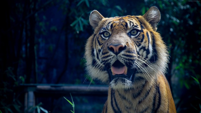 Sumatran Tiger with Amazing Eyes 4K