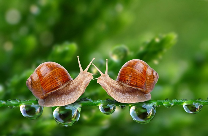 Two snails on a wet plant stem
