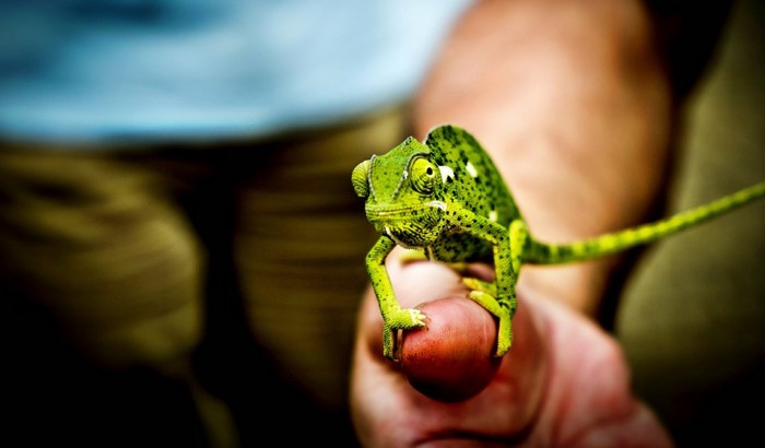 Green chameleon on a finger with a red object