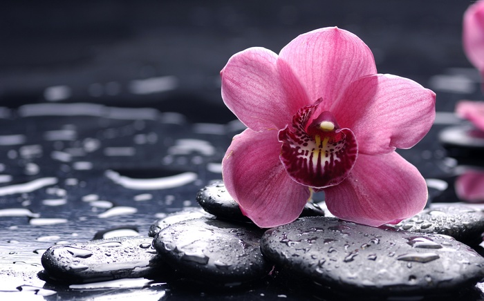 8k, HD, 4k, drops, Orchid, flowers, 5k, pink