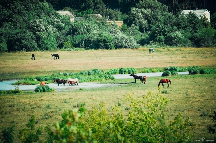 Horses grazing in a grassy field near a stream