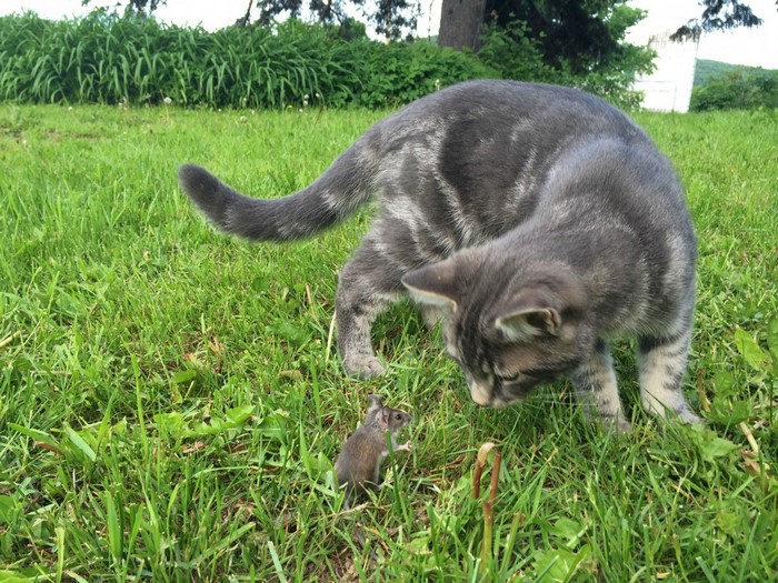 A gray tabby kitten curiously inspects a small mouse in the grass