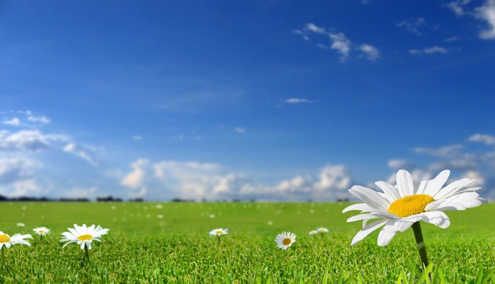 Sunlight, Landscape, Nature, Grass, Sky, Field, Horizon, Flower 