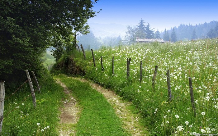 Dirt path through a wildflower meadow with a house in the distance