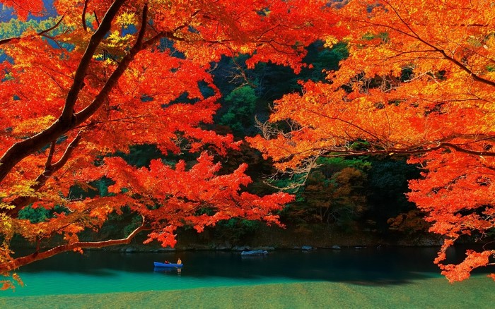 Autumn Maple Trees by Lake in Kyoto, Japan