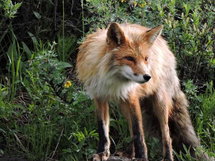 Red fox standing in tall green grass
