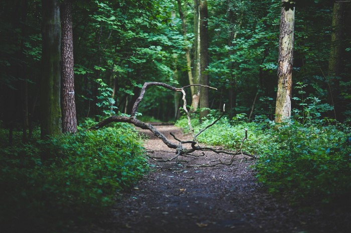 Fallen tree blocking a forest path