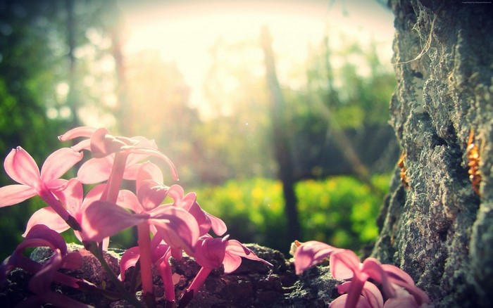 Pink flowers in sunlight near a tree trunk