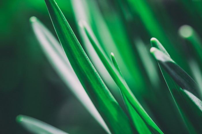 Close-up of green grass blades with shallow depth of field