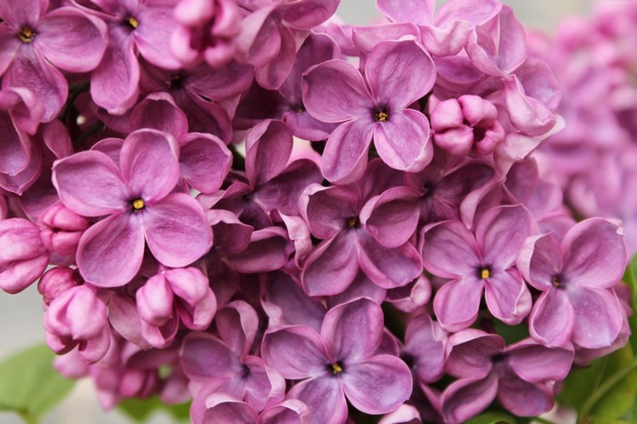 Close-up of purple lilac flowers