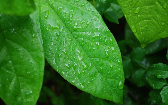 Green leaves with water droplets after rain