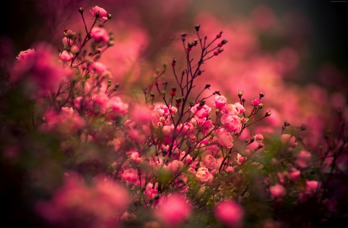 Close-up of pink flowers and branches