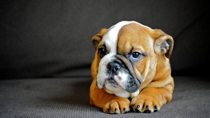 Adorable English Bulldog Puppy Resting