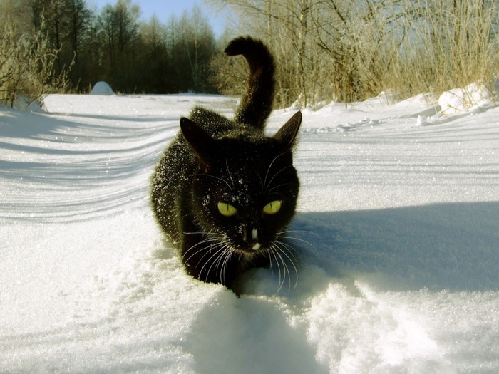 Black cat walking in the snow