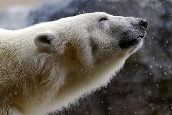 Polar bear in the snow