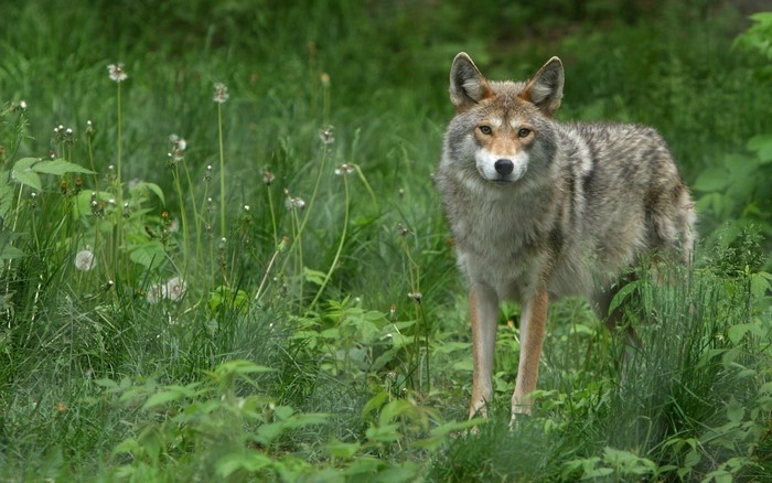 Coyote standing in tall green grass and wildflowers