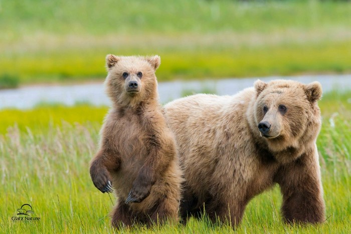 Two brown bears in a grassy field