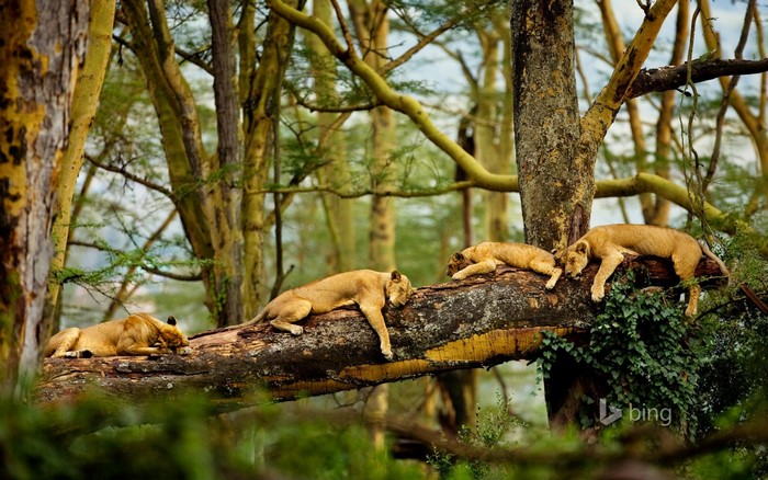 Lions sleeping on a tree branch in a forest