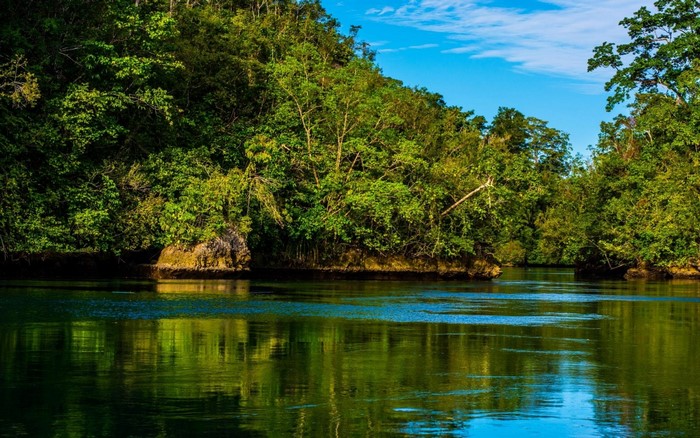 Lush Tropical Forest and River in Raja Ampat, Indonesia