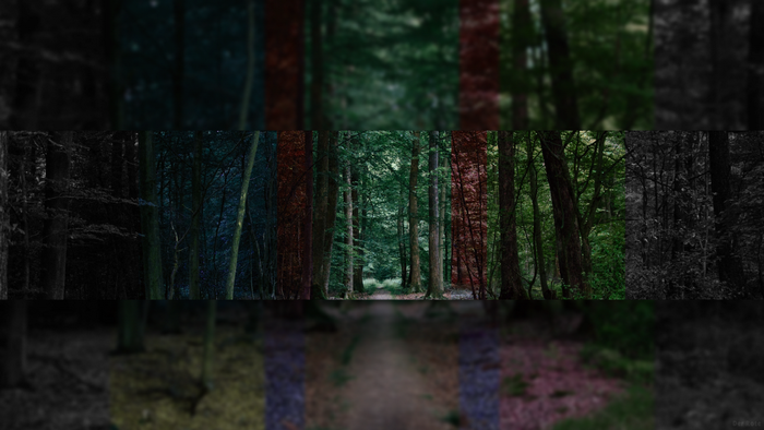 Forest path with colored light filters
