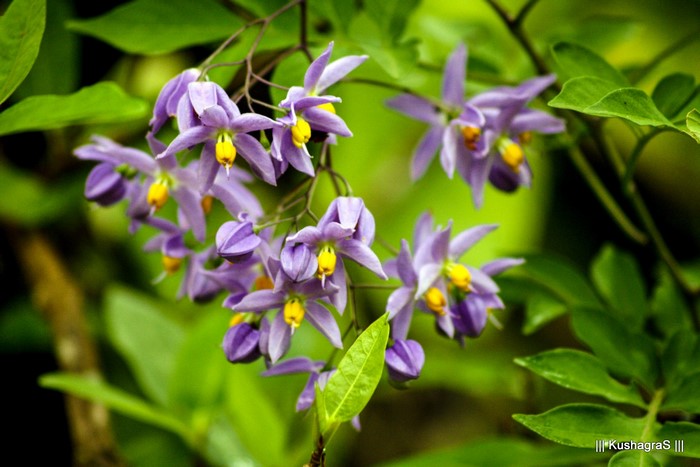 Purple flowers with yellow centers on a plant