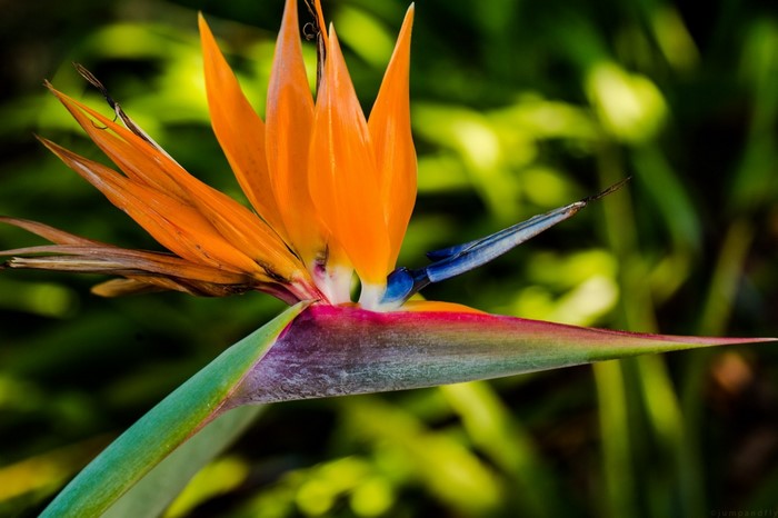 Close-up of a Bird of Paradise flower