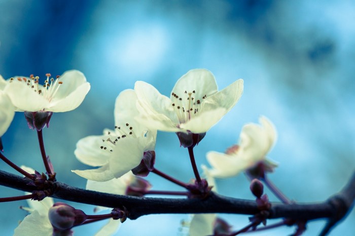 Close up of white cherry blossoms on a dark branch