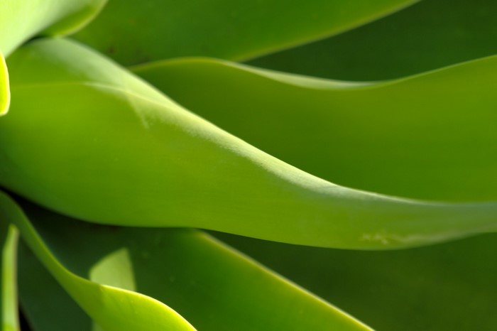 Close up of green succulent plant leaves